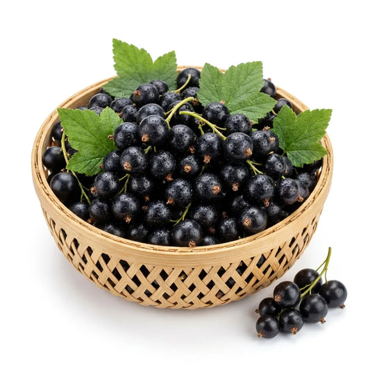 Black Currants - Europe's Bold & Tangy Super-Berry